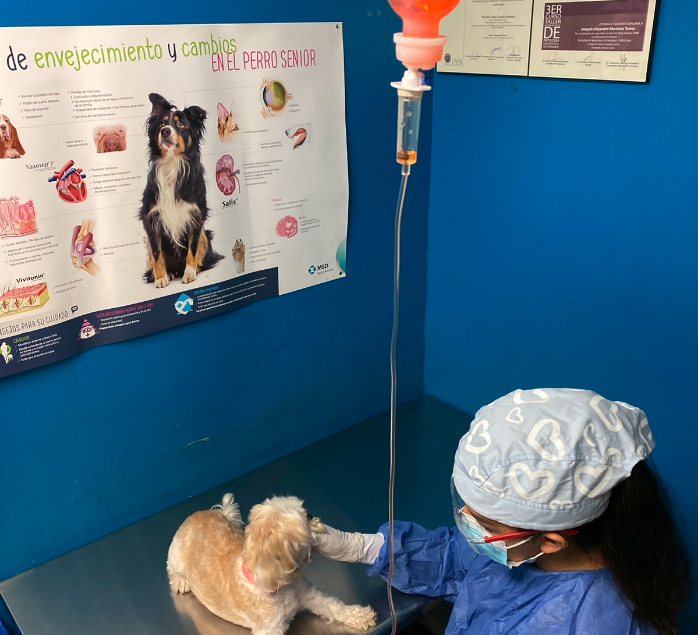 medico veterinario administrando quimioterapia a un perro